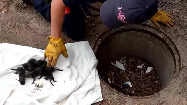 下水道裡救出一窩小奶狗,獸醫眉頭一皺:味道不對