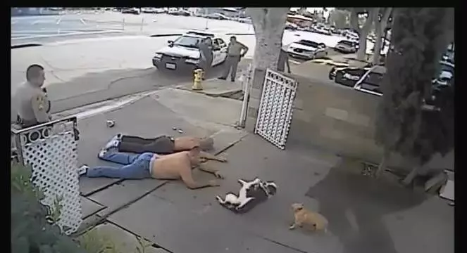 警察持槍警告小偷,路過的狗狗聽到警察的命令,迅速的做了這個動作,笑噴路人XD