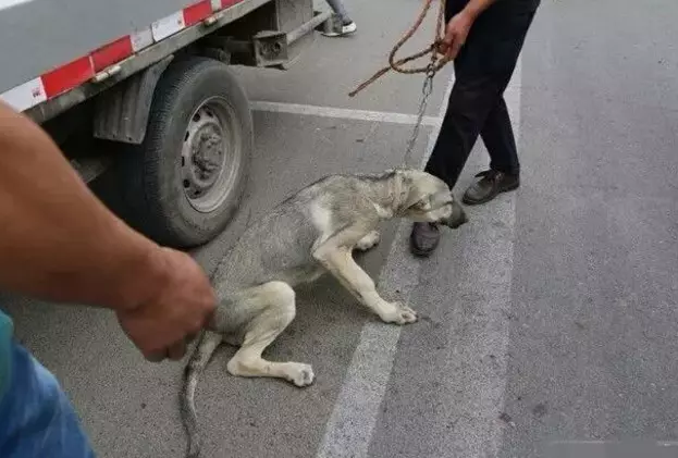 主人狠心要把狗狗賣給狗販子,狗狗仿佛知道什麼,下跪淚目哀求,結果主人……