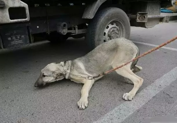 主人狠心要把狗狗賣給狗販子,狗狗仿佛知道什麼,下跪淚目哀求,結果主人……