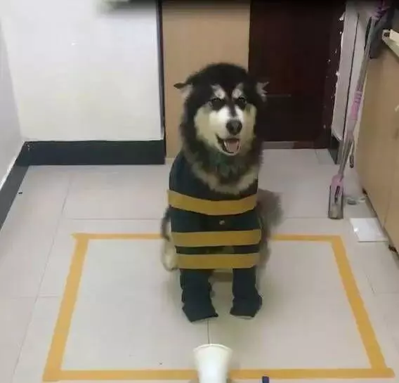 怕拆家,出門前把阿拉斯加封印起來,回家後寵主立馬笑抽了