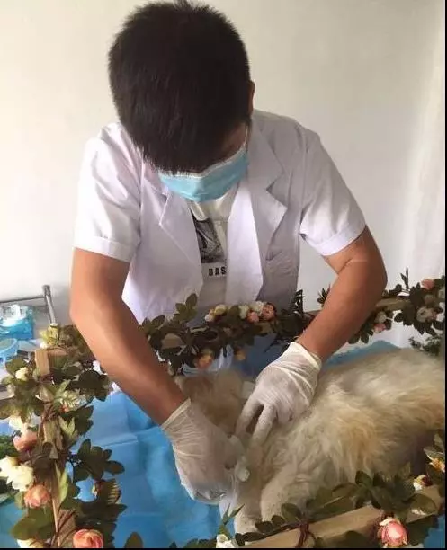 寵物臨終前的6大徵兆,出現第6點請學會這樣配合千萬不要送醫,狗狗才能在幸福安詳中離去