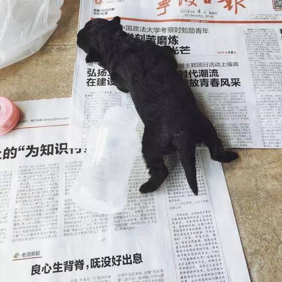收養了只流浪小奶狗,沒想到一段時間後,竟然發現是純種的……