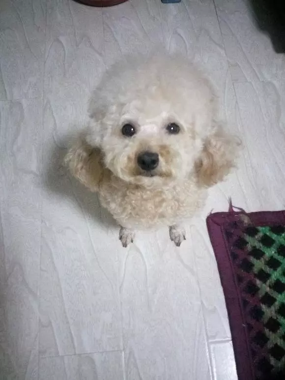 懷孕泰迪叼鞋子到我面前,我以為在鬧著玩,還好跟著它走了,不然我會後悔一輩子的!