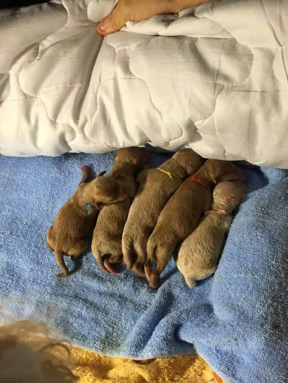 懷孕泰迪叼鞋子到我面前,我以為在鬧著玩,還好跟著它走了,不然我會後悔一輩子的!