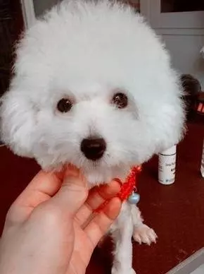 懷孕泰迪叼鞋子到我面前,我以為在鬧著玩,還好跟著它走了,不然我會後悔一輩子的!
