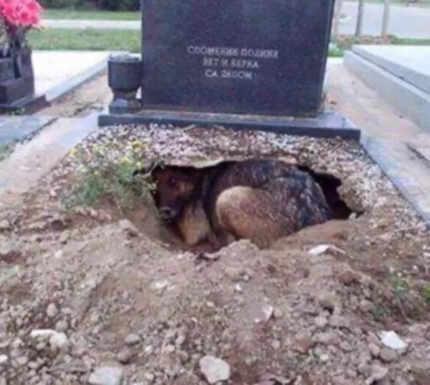 墓地下驚現狗洞,被發現時猜測是狗狗在為主人守墓,救援人員進一步查看才發現真相!