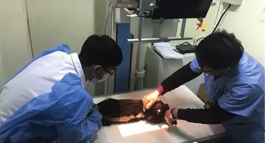 男子收養流浪狗兩天后狗狗死亡,埋葬的時候主人流淚,奇跡發生了