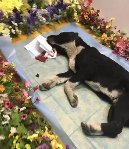 男子收養流浪狗兩天后狗狗死亡,埋葬的時候主人流淚,奇跡發生了