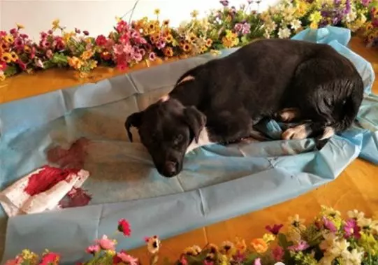 男子收養流浪狗兩天后狗狗死亡,埋葬的時候主人流淚,奇跡發生了