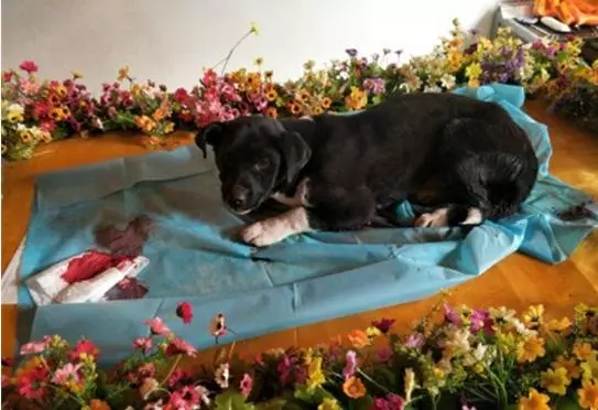 男子收養流浪狗兩天后狗狗死亡,埋葬的時候主人流淚,奇跡發生了