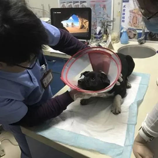 男子收養流浪狗兩天后狗狗死亡,埋葬的時候主人流淚,奇跡發生了