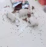 四隻小法牛撕碎狗糧袋偷吃,主人氣壞了,這樣懲罰它們笑翻眾人!