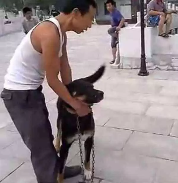 土狗拼盡全力咬死藏獒,只是因主人被藏獒欺負?品種不能決定狗狗是否忠誠!