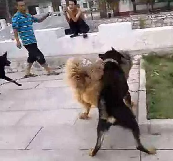 土狗拼盡全力咬死藏獒,只是因主人被藏獒欺負?品種不能決定狗狗是否忠誠!
