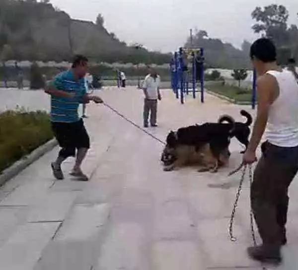 土狗拼盡全力咬死藏獒,只是因主人被藏獒欺負?品種不能決定狗狗是否忠誠!