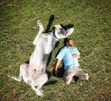 一男子患上抑鬱症,女友送他一隻巨型犬,結果卻暖哭家人,狗狗功不可沒