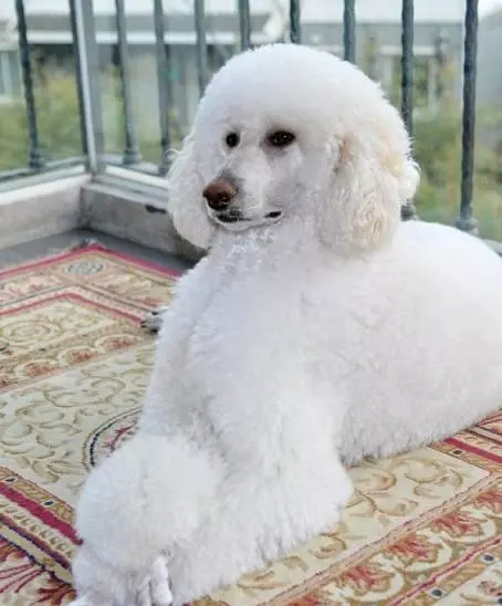 一男子患上抑鬱症,女友送他一隻巨型犬,結果卻暖哭家人,狗狗功不可沒