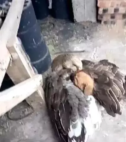 看到即將被凍死的小狗,鵝媽媽立馬跑了過去!母愛爆棚!