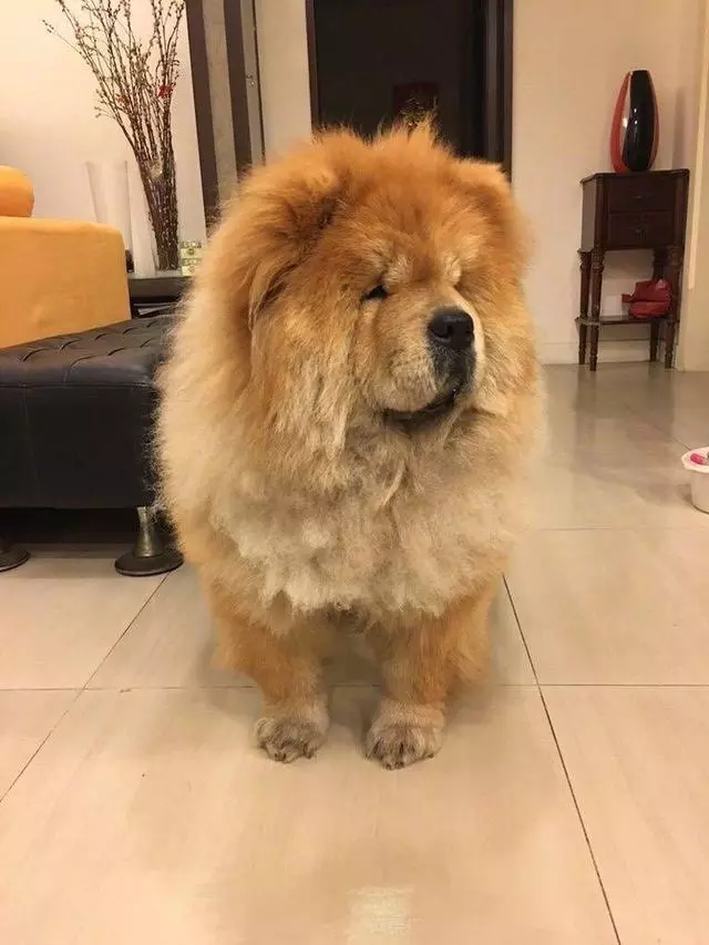 怕狗狗太熱帶去剃毛,回來總覺得似曾相識,找出照片後主人笑噴了