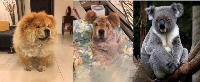 怕狗狗太熱帶去剃毛,回來總覺得似曾相識,找出照片後主人笑噴了
