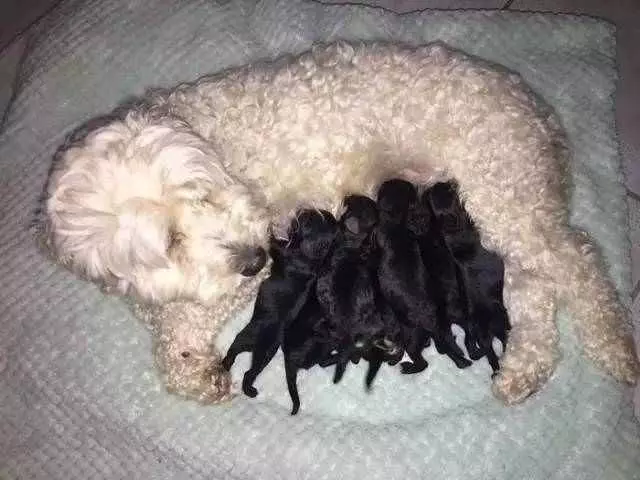 白狗爸爸看了一眼自己剛降世的孩子,結果神情沮喪離家出走了!主人發布尋狗啟示!