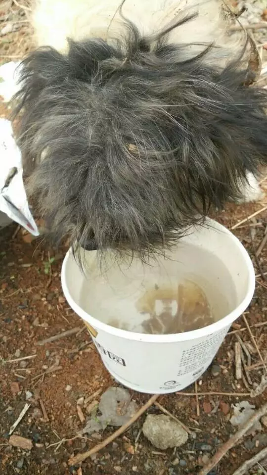 撿來的流浪狗,身上一股難聞的惡臭,洗了澡特別乖巧