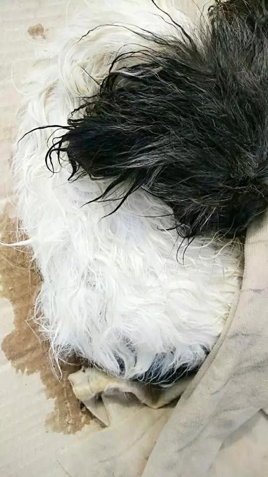 撿來的流浪狗,身上一股難聞的惡臭,洗了澡特別乖巧