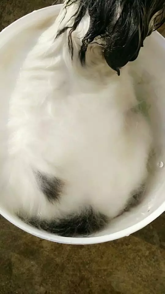 撿來的流浪狗,身上一股難聞的惡臭,洗了澡特別乖巧