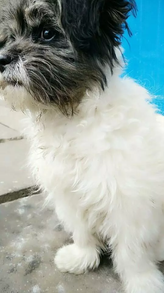 撿來的流浪狗,身上一股難聞的惡臭,洗了澡特別乖巧