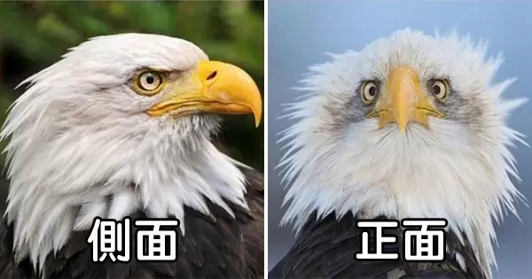 21張看到最後「心情會一整個星期都很好」的世界驚奇照片,真實版豆豆龍把大家都萌到不要不要的!