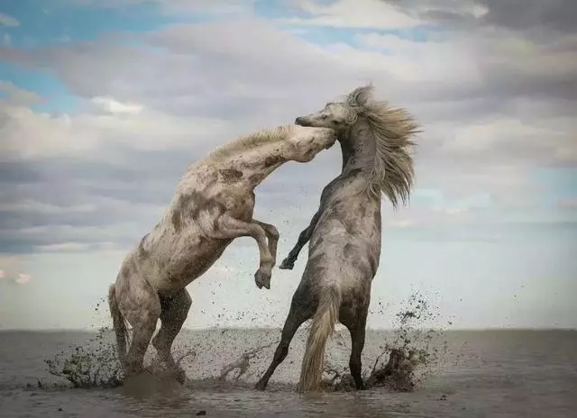 震撼人心的18張獲獎作品 專治疲憊焦慮的靈魂
