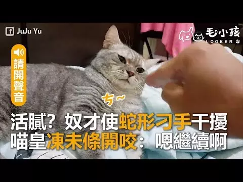 橘貓眯眼享受奴才按摩好幸福 身後滿滿怨念飄來:當我不在?