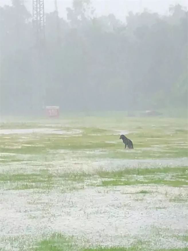 橘貓眯眼享受奴才按摩好幸福 身後滿滿怨念飄來:當我不在?