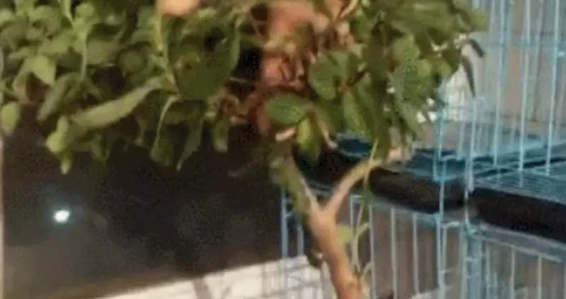 橘貓眯眼享受奴才按摩好幸福 身後滿滿怨念飄來:當我不在?