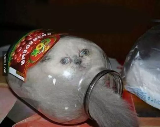 這些不可思議的貓咪,真的是無處不在啊!到底它們是怎麼做到的?