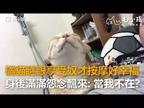 給我滾!圓滾滾海豹路邊睡覺 惡霸喵路過「連巴兩拳」網笑:真的滾走了