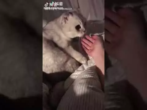 給我滾!圓滾滾海豹路邊睡覺 惡霸喵路過「連巴兩拳」網笑:真的滾走了