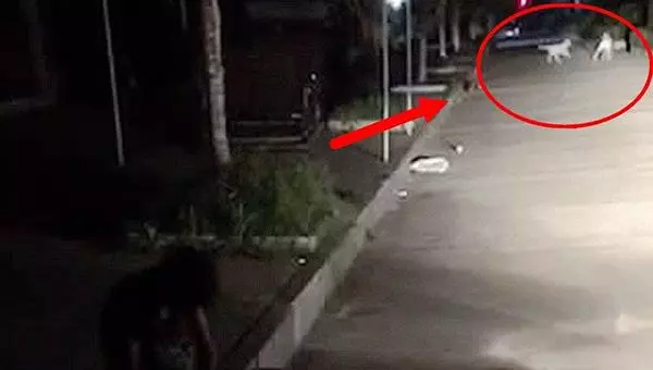 四條惡狗凌晨撕咬拾荒老人:好心人揮棍施救,警方正追查犬主