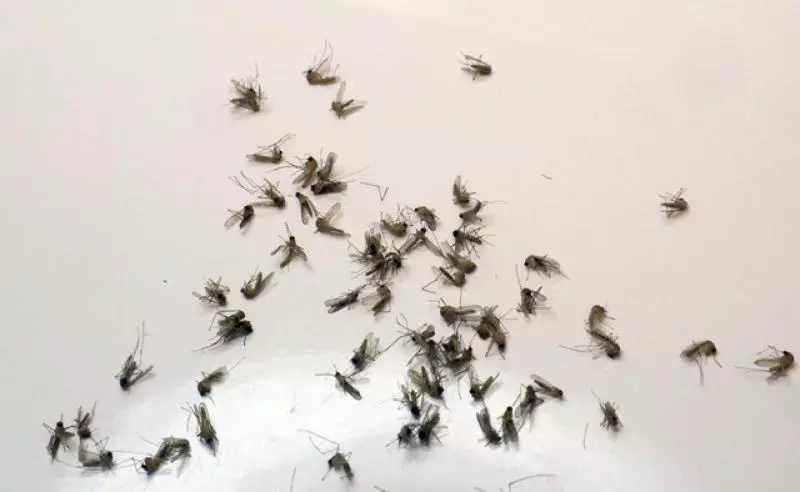不用噴蚊油!房間裡放「這個」!蚊子再也不敢靠近了!