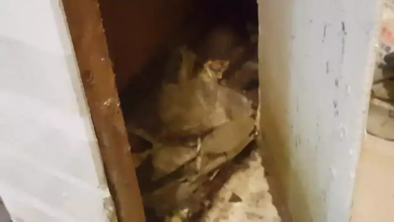 有貓在哭哭!霸氣老闆「破牆救喵寶寶」 2年救15隻:牆壁快拆光啦~