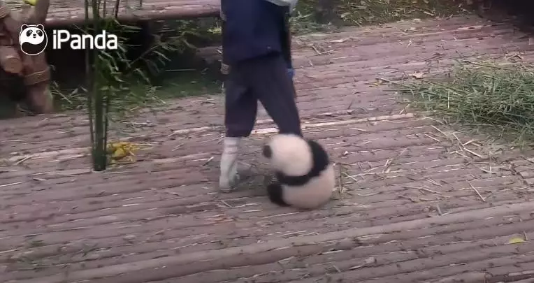 不要阻止我！賴皮「熊貓寶寶」為巴著保育員大腿，被丟到高處也要拚命往下沖！