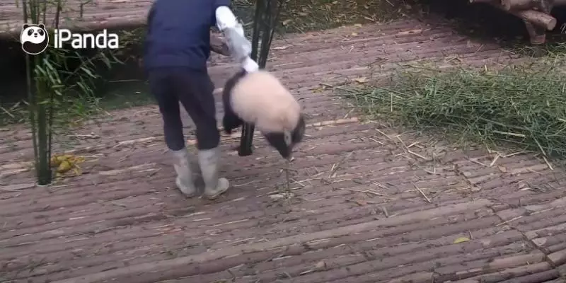 不要阻止我！賴皮「熊貓寶寶」為巴著保育員大腿，被丟到高處也要拚命往下沖！