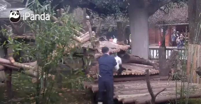 不要阻止我！賴皮「熊貓寶寶」為巴著保育員大腿，被丟到高處也要拚命往下沖！