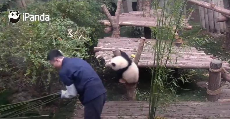 不要阻止我！賴皮「熊貓寶寶」為巴著保育員大腿，被丟到高處也要拚命往下沖！