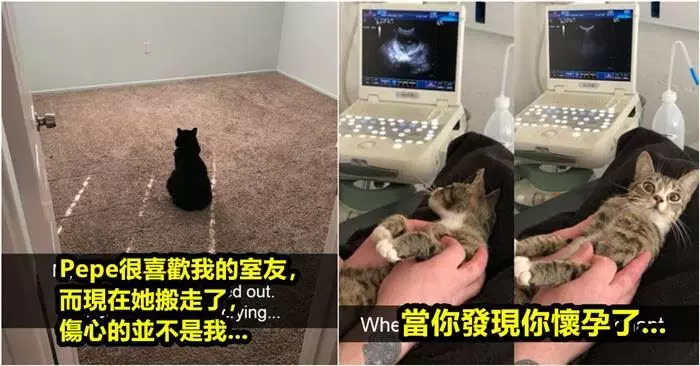 20張證明「貓咪可愛搞笑的一面」的照片~