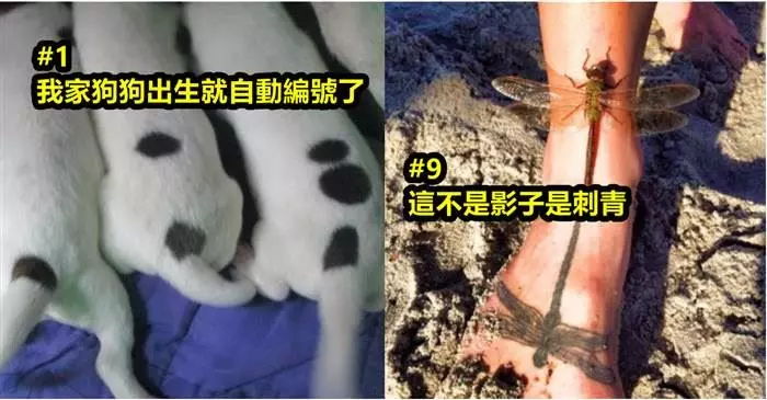 國外網友集合「12個巧到不能再巧」的巧合照片!#2 蒼蠅被仙人掌的刺一刀斃命!
