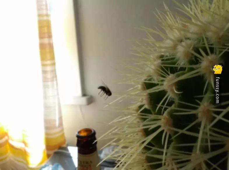 國外網友集合「12個巧到不能再巧」的巧合照片!#2 蒼蠅被仙人掌的刺一刀斃命!