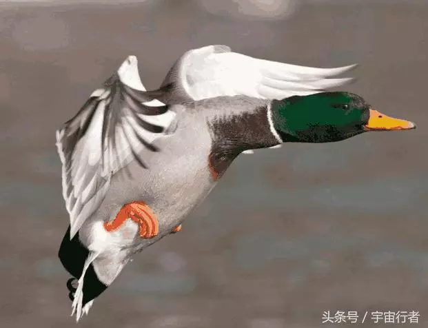 你遇到過「鬼打牆」現象嗎?科學家深入分析,揭開不為人知的秘密