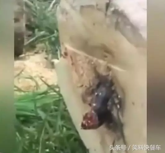 伐木工人砍完樹後竟發現一隻「黑紅色的怪物」不斷蠕動鑽出...專家一看就驚呼「快逃跑不然會死!」